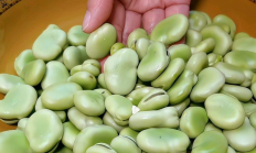 夏日美味：蚕豆米怎么做好吃又简单